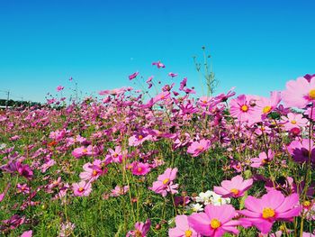 Low angle view of pink flowers blooming against sky