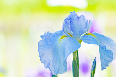 Close-up of purple flower blooming outdoors