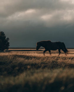 Horse in a field