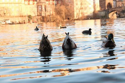 Ducks swimming in lake