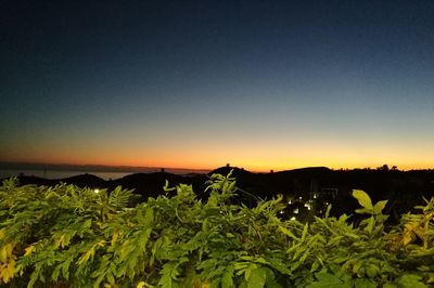 Plants growing on field against clear sky at night