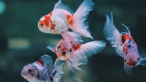 Close-up of fish swimming in sea