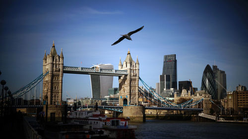 Seagulls flying over river in city