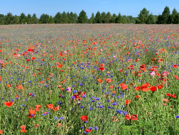 Poppy fields forever