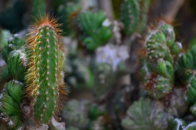 Close-up of prickly pear cactus