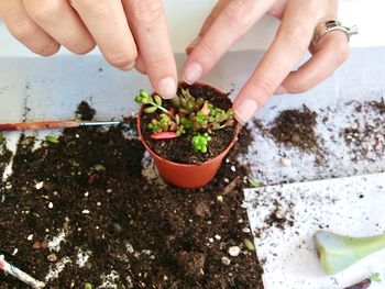 Midsection of person holding ice cream on potted plant