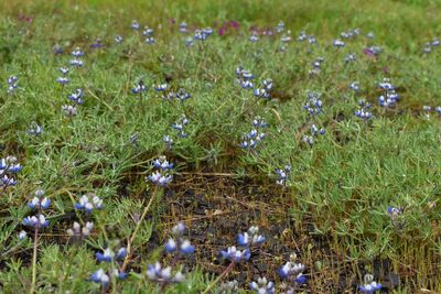 High angle view of purple flowering plants on field