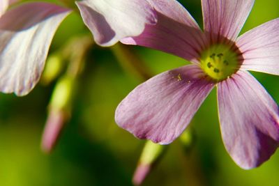 Close-up of pink flower