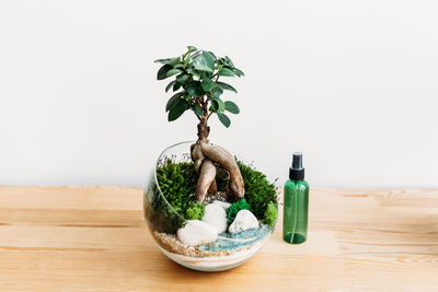 Close-up of plant on table against white background