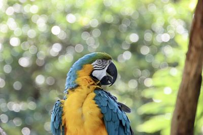 Low angle view of parrot perching on branch