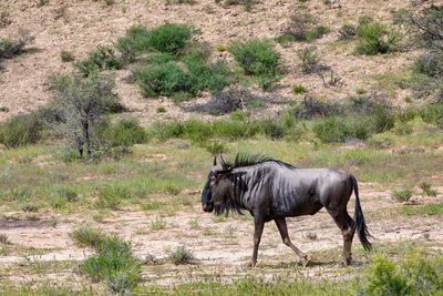 Side view of horse on land