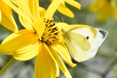 Close-up of butterfly pollinating on yellow flower