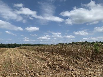 Scenic view of field against sky