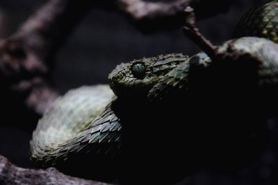 Close-up of snake