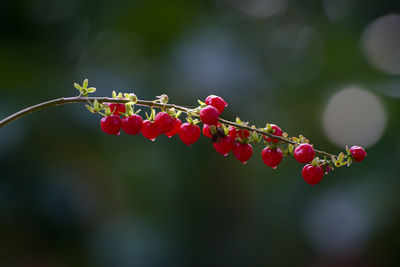 Close-up of red berries growing on tree