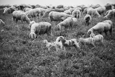 Sheep grazing in field