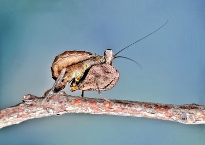 Close-up of insect on branch