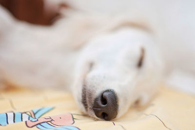 Close-up of dog lying down on bed