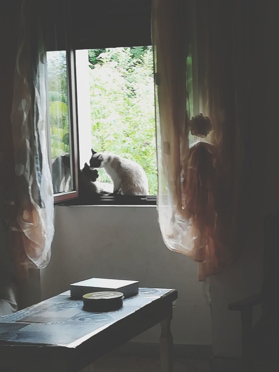 window, animal, animal themes, mammal, indoors, no people, pets, domestic animals, domestic, curtain, day, one animal, table, glass - material, vertebrate, transparent, feline, cat, home interior, domestic cat