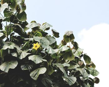 Close-up of insect on plant against clear sky