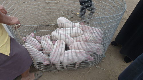 High angle view of piglets on sale at openair market in otavalo, ecuador.