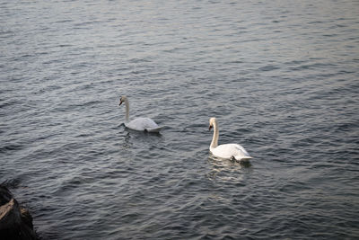 Swans swimming in lake