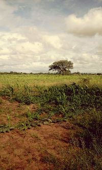 Scenic view of grassy field against cloudy sky