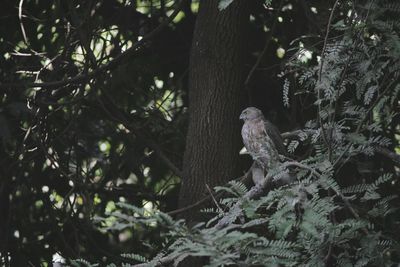 View of bird perching on tree