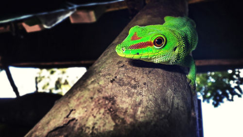 Close-up of lizard