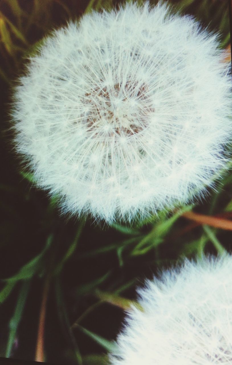 dandelion, white color, close-up, growth, flower, fragility, nature, beauty in nature, flower head, softness, focus on foreground, freshness, white, plant, single flower, uncultivated, outdoors, no people, wildflower, day