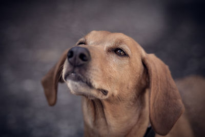 Close-up of dog looking away