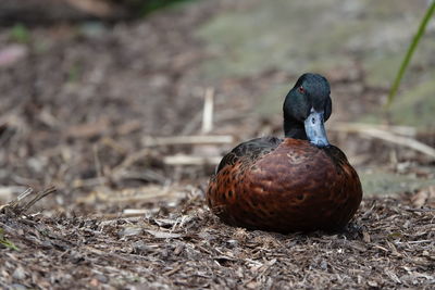 Close-up of duck on field