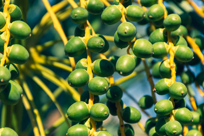 Close-up of fruits growing on tree