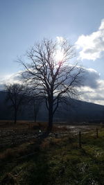 Close-up of bare tree against sky