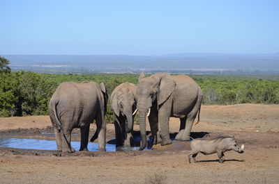 Warthog walking by african elephants drinking water from puddle at addo elephant national park