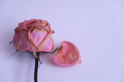 Close-up of wilted pink rose against white background