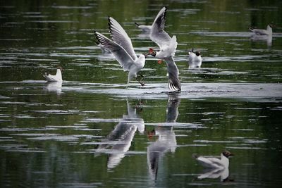 Seagulls in lake
