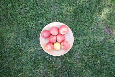 High angle view of fruits in container on grassy field