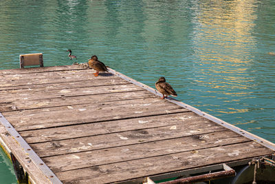 High angle view of bird perching on pier over lake