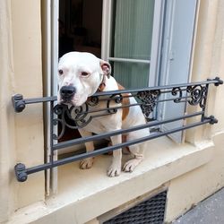 Portrait of a dog looking through window