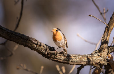 Close-up of bird perching on branch