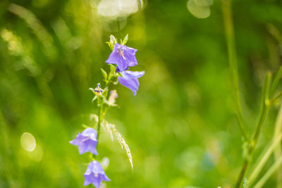 Close-up of purple flowering plant