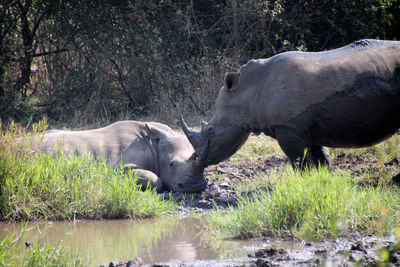 Rhinos in the hluhluwe nationalpark