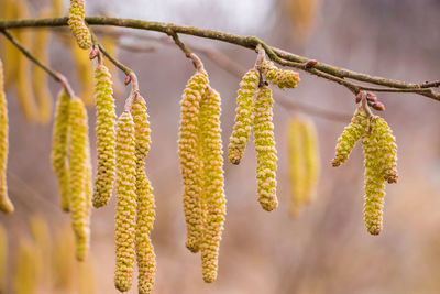 Blossoming hazelnuts in early spring. green buds close up. pollen allergy concept.