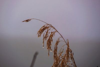 Close-up of stalks against the sky