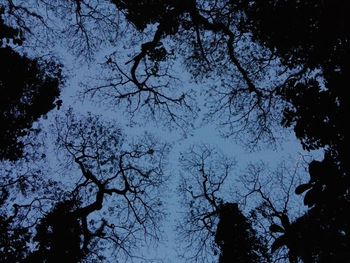 Low angle view of silhouette trees against sky at night