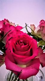 Close-up of pink roses