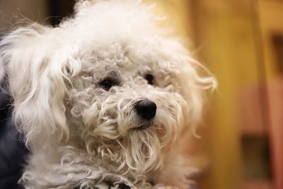 Close-up portrait of dog