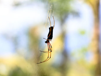 Close-up of spider on web