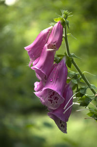 Close-up of pink rose flower